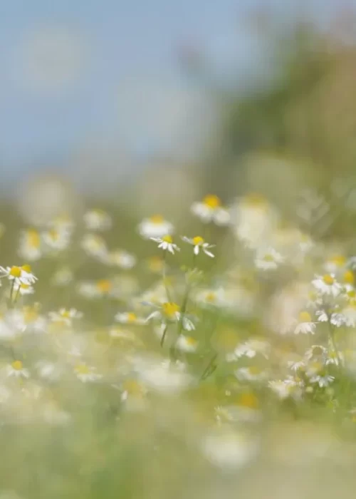 DBT Therapy Group009