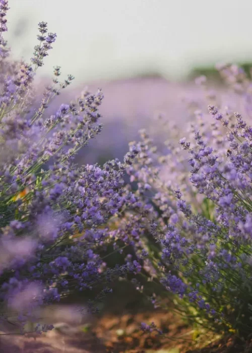 DBT Therapy Group013